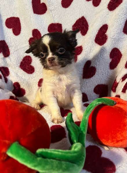 Щенки чихуахуа в Санкт-Петербурге фото 7