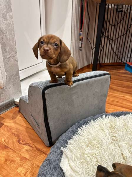 Такса, щенок