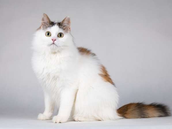 Ласковая Зая, котёнок-подросток, девочка, трёхцветка в Москве фото 7