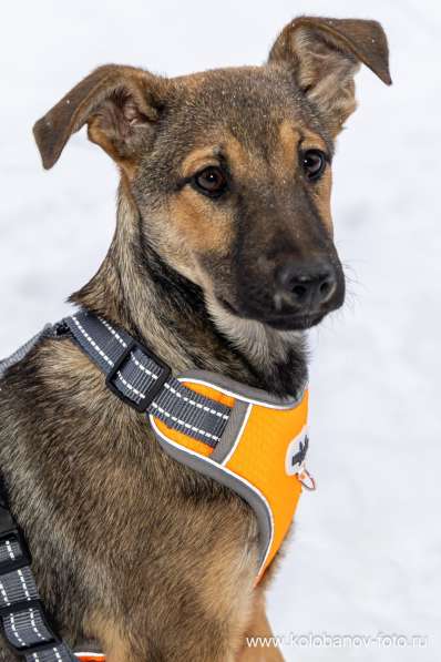 Ищем дом для маленькой Греты