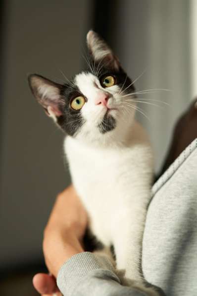 Котенок Котя ищет семью в Москве фото 4