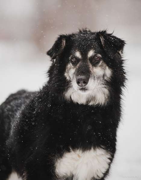Пушистая весёлая Дакота ищет семью в Москве фото 12