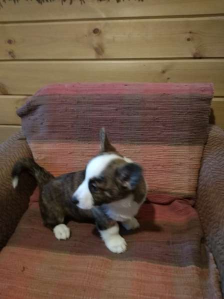 Щенки вельш корги кардиган в Москве фото 19