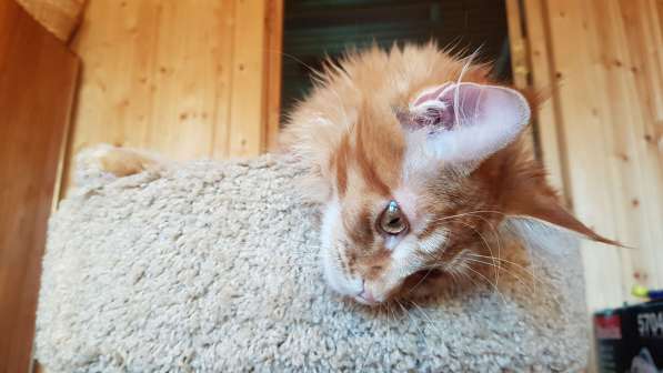 Красная кошечка мейн-кун в Санкт-Петербурге фото 6