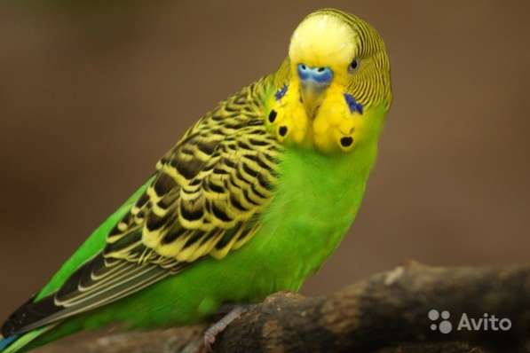 Волнистые попугаи выводок