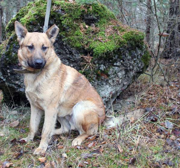 Умнейший пёс с тигриными полосками ищет дом в Санкт-Петербурге фото 7