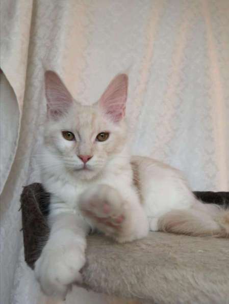 Мейн кун котенок