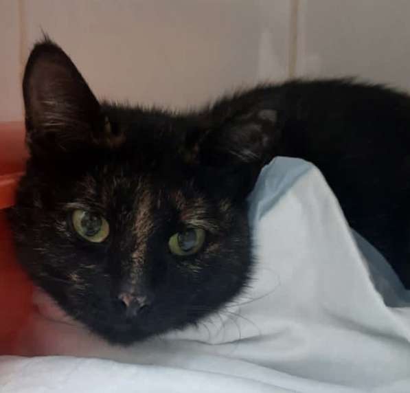 Кошечка черепахового окраса в Москве фото 14