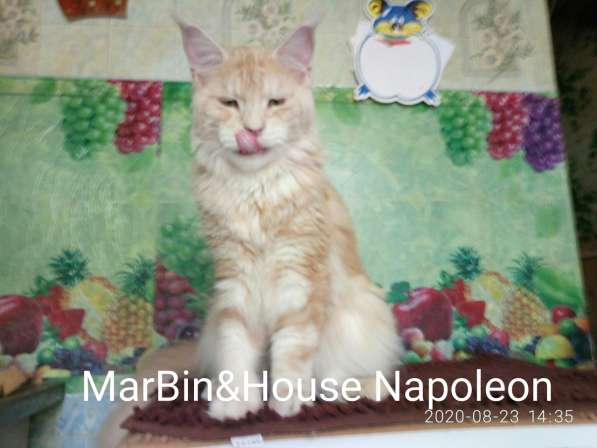 Продажа котят мейн кун из Луганского питомника MarBin&House в фото 3