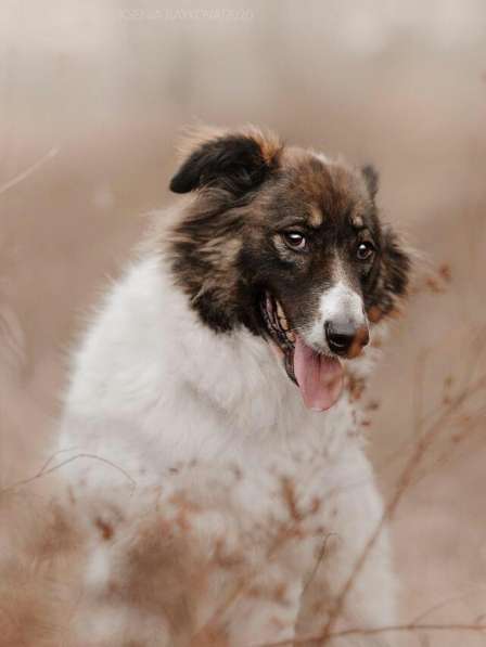 Пушистая красавица Электра ищет семью в Москве фото 20