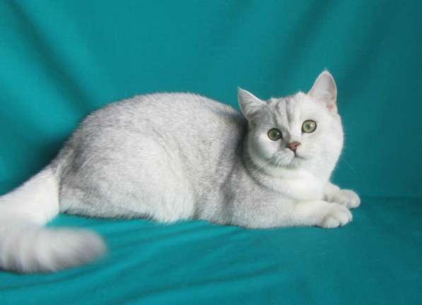 Шотландский котик с документами в фото 6