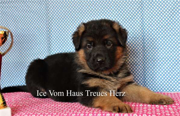 Щенки овчарки Питомник в фото 36