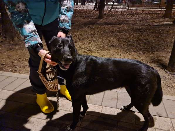 Собака идет новый дом в Москве фото 11