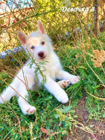 Щенки сибирский хаски в Ростове-на-Дону фото 18