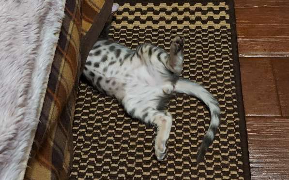 Котенок редкой породы серенгети в фото 5