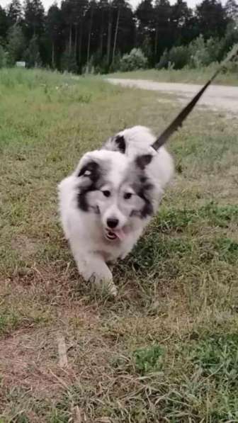 Маленькая пушистая и очень ласковая собачка в Санкт-Петербурге фото 13