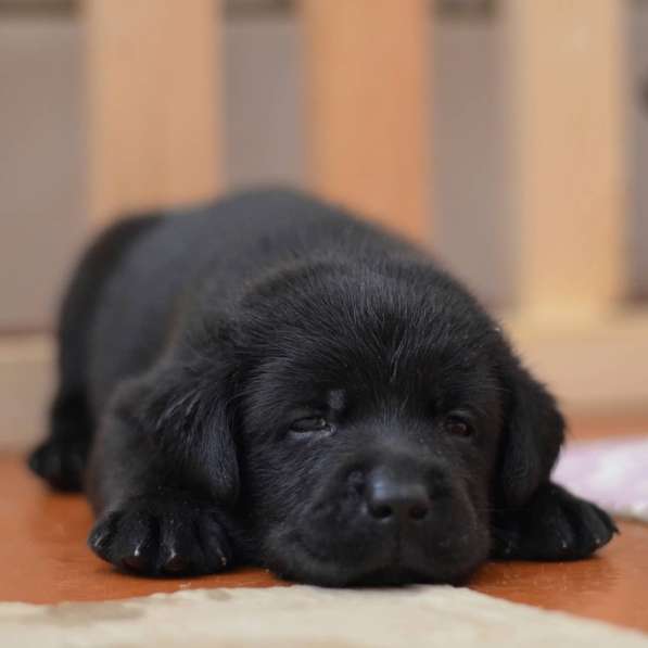 Щенки лабрадора- ретривера в фото 39