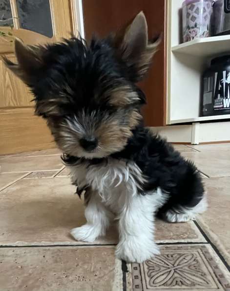 Щенки, Бивер, Шоколад в Москве