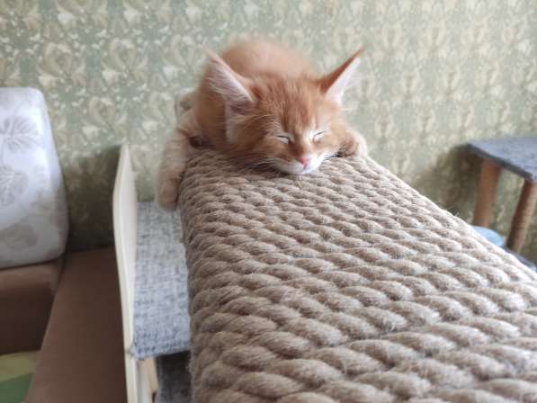 Продажа породистых котята породы Мейн-кун в Москве фото 22