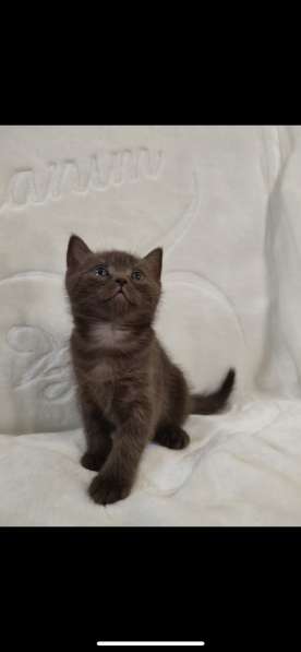 Британские котята в Курске фото 12