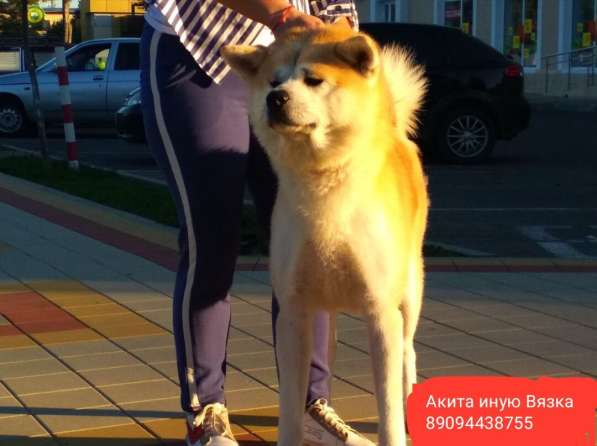 Акита ину кобель
