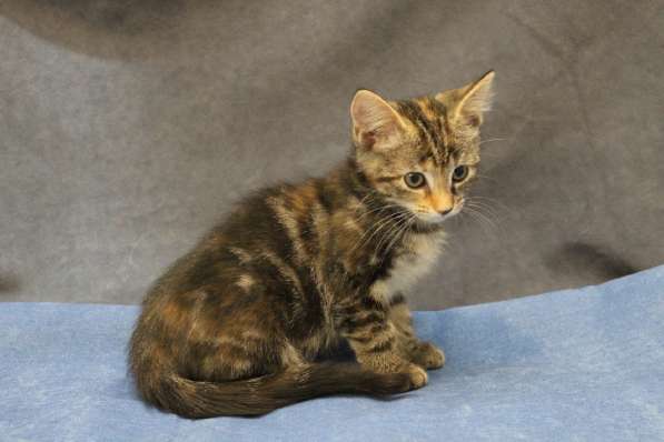 Котенок-ангелочек в Санкт-Петербурге фото 14