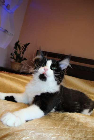 Котята Мейн Кун 3,5 месяца в фото 10
