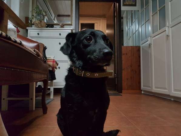 Маленькая собачка Боня ищет семью! в Москве фото 12