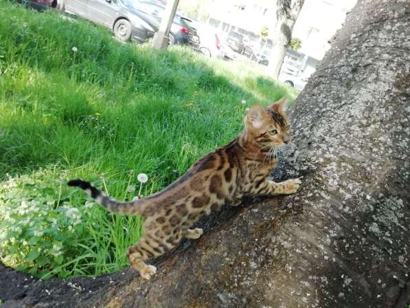 Бенгальский котенок, бенгальская кошка, бенгалочка в фото 5