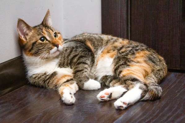 Кошечка Стеша - девочка с огоньком в добрые руки в Москве фото 4