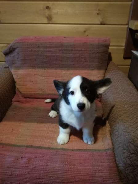 Щенки вельш корги кардиган в Москве фото 28