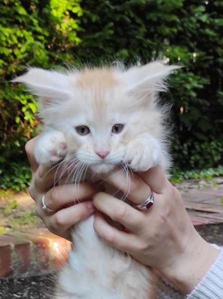Meincoon мейн кун котята в фото 20