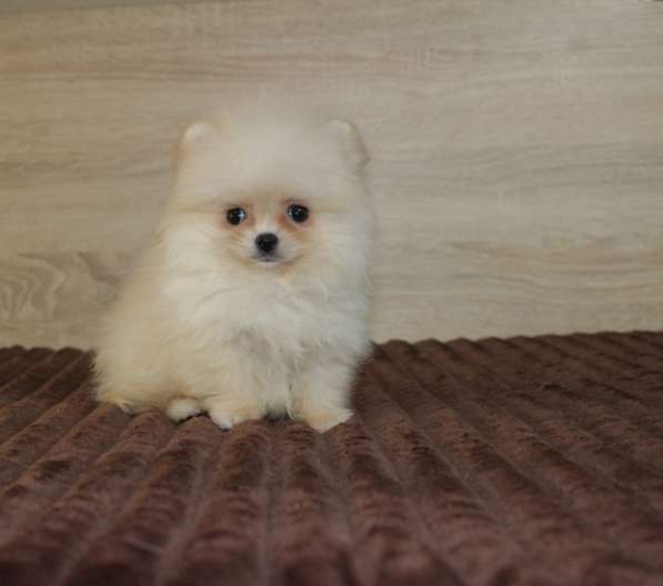 Pomeranian spitz. Mini girl