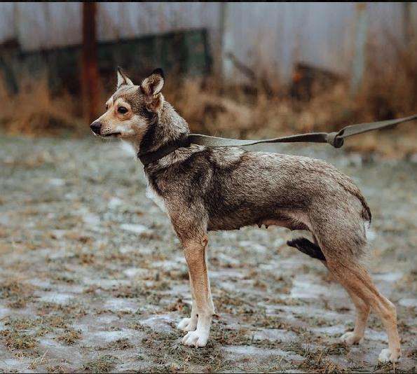 Маленькая лапочка-собачка в Санкт-Петербурге фото 10