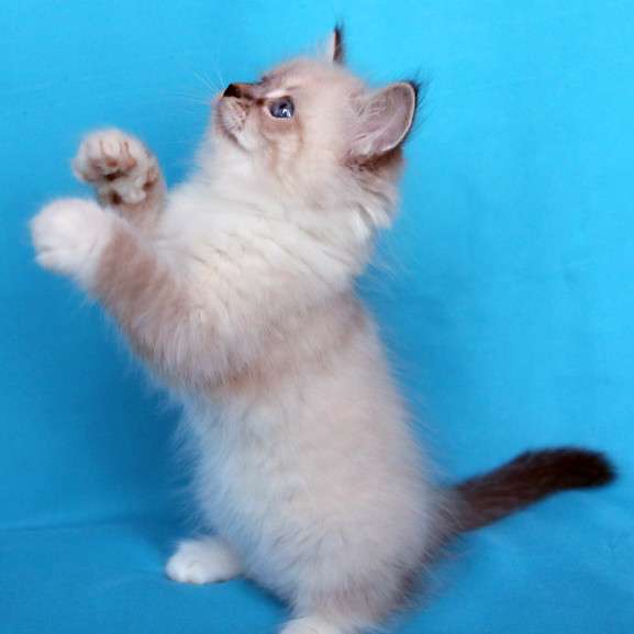 Сибирский котёнок Кокосик в Москве фото 3