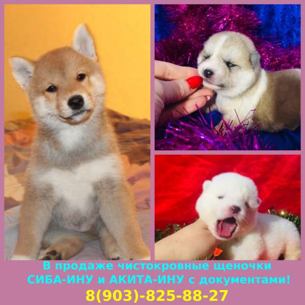 Чистокровные акита-ину и сиба-ину