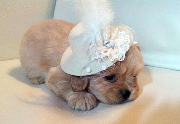 Щенки дизайнерские в Москве