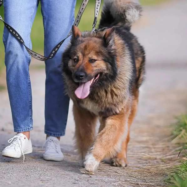 Ищет заботливых хозяев потрясающая собака Ресси в Москве