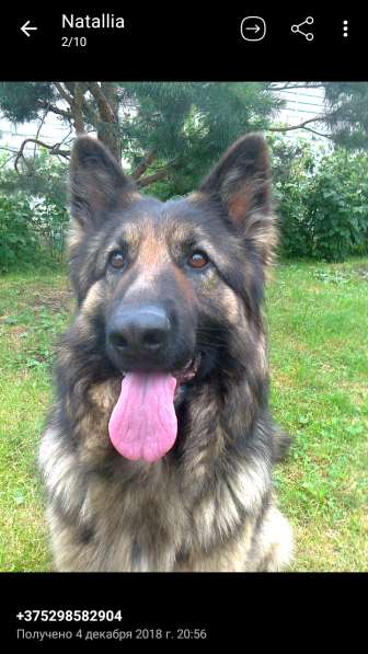 Продаю щенков немецкой овчарки в фото 4
