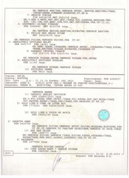 Продаются щенки бигля в Волгограде фото 25