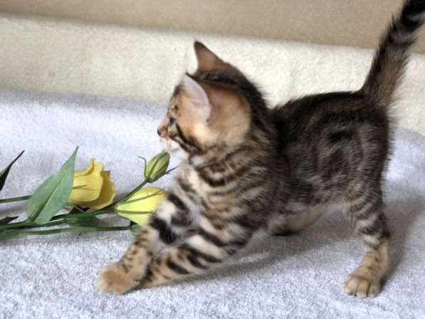 Предлагаются Бенгальские котята из питомника с документами в фото 43