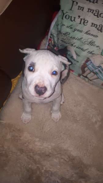 Красотка Амстаффа голубого окраса 3 месяца ркф в Москве фото 6