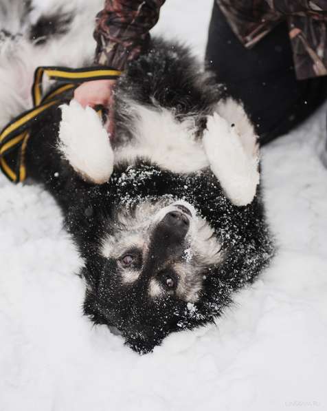 Пушистая весёлая Дакота ищет семью в Москве фото 41