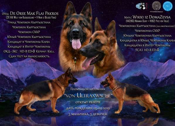 Элитные щенки немецкой овчарки в фото 10