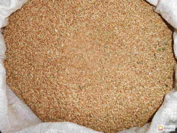 Пшеница продовольственная 3-й класс в мешках по 50кг в фото 8