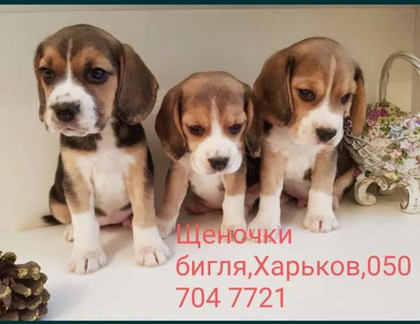 Чистокровные щенки бигля