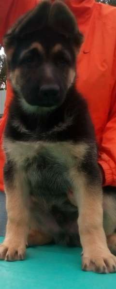 Красивая чепрачная девочка Восточноевропейской овчарки ркф