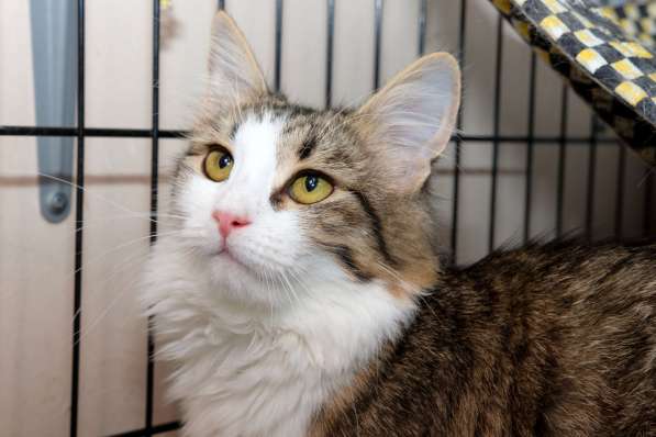 Кошка Ариэль