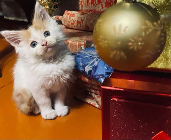 Котята Мейн-кун в Рубцовске фото 8