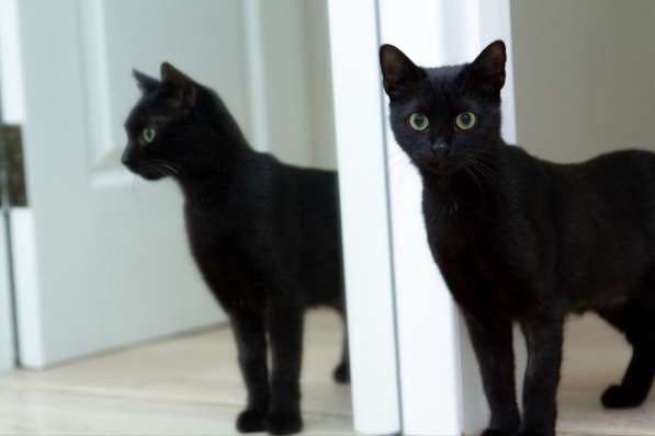 Ласковая черненькая кошечка Мия срочно ищет дом в фото 8